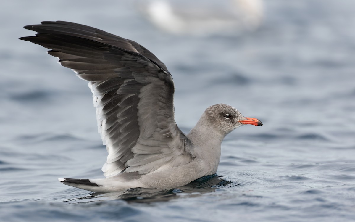 Heermann's Gull - ML379077221