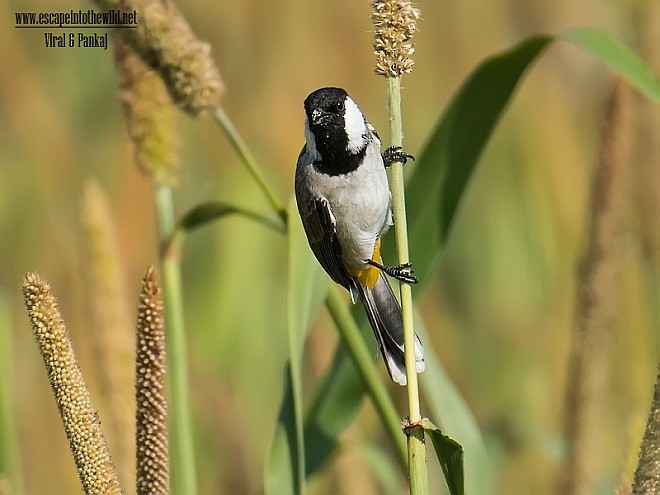 Bulbul à oreillons blancs - ML379077431