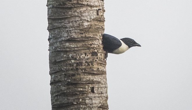 White-necked Myna (Northern) - ML379078031