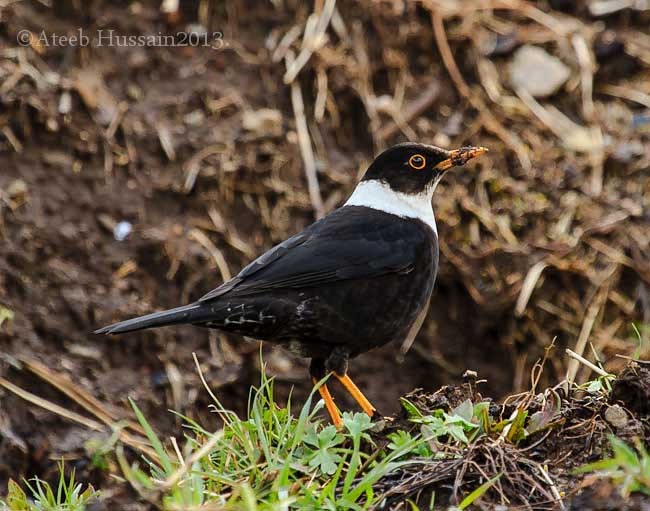 White-collared Blackbird - ML379078611