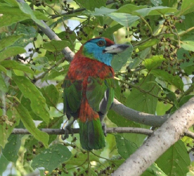 Mavi Boğazlı Barbet (asiaticus) - ML379078811