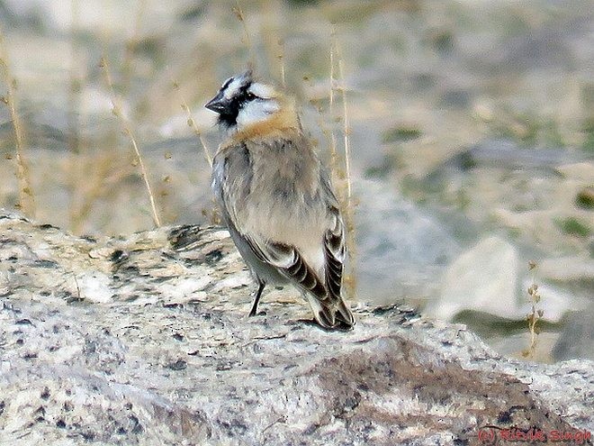 Blanford's Snowfinch - ML379078851