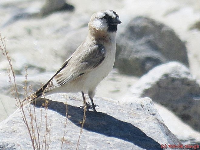 Blanford's Snowfinch - ML379078871