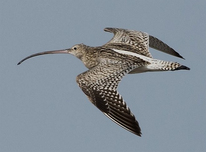 Eurasian Curlew - ML379078961