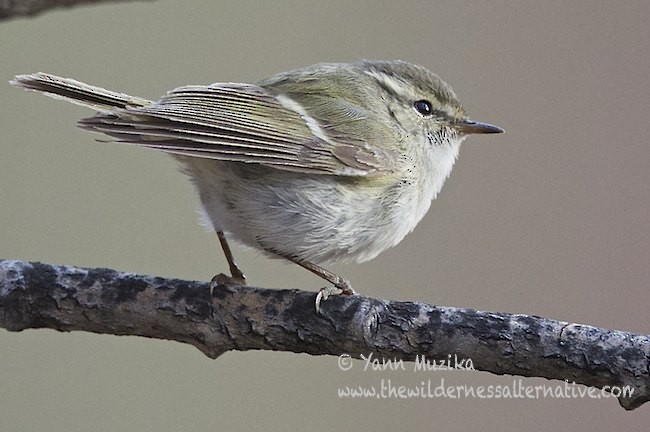 Hume's Warbler - Yann Muzika