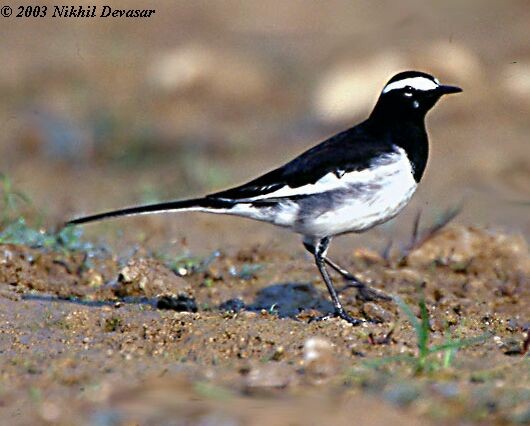 White-browed Wagtail - ML379081131