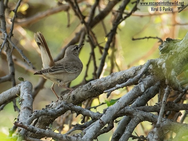 Rufous-tailed Scrub-Robin (Rufous-tailed) - ML379081211