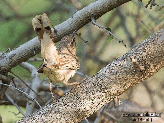 Rufous-tailed Scrub-Robin (Rufous-tailed) - ML379081351