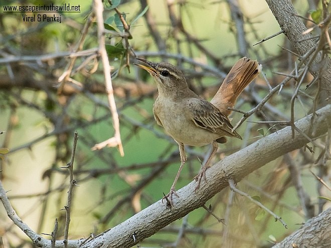 Rufous-tailed Scrub-Robin (Rufous-tailed) - ML379081361