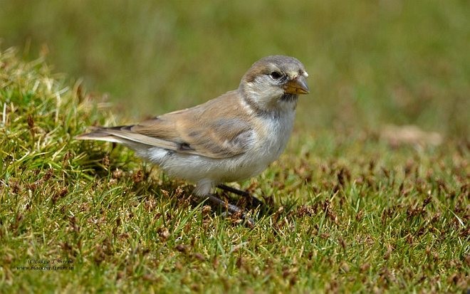 Blanford's Snowfinch - ML379082511