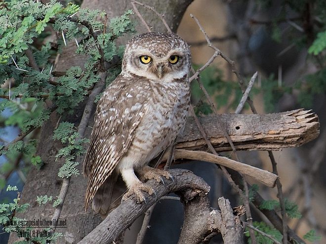 Spotted Owlet - ML379083201
