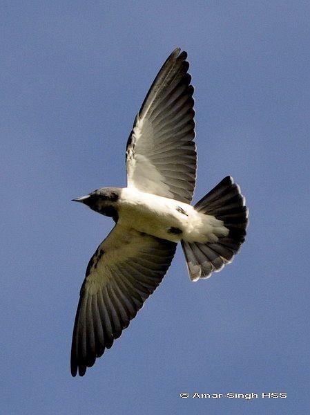 White-breasted Woodswallow - ML379083401