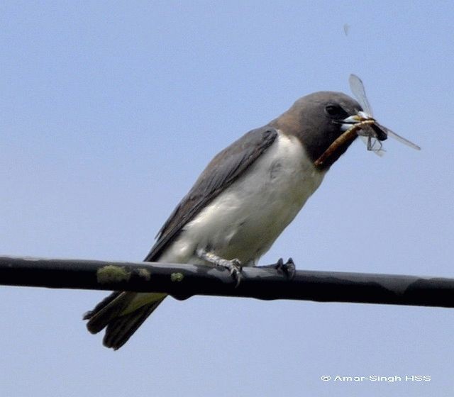 White-breasted Woodswallow - ML379083421