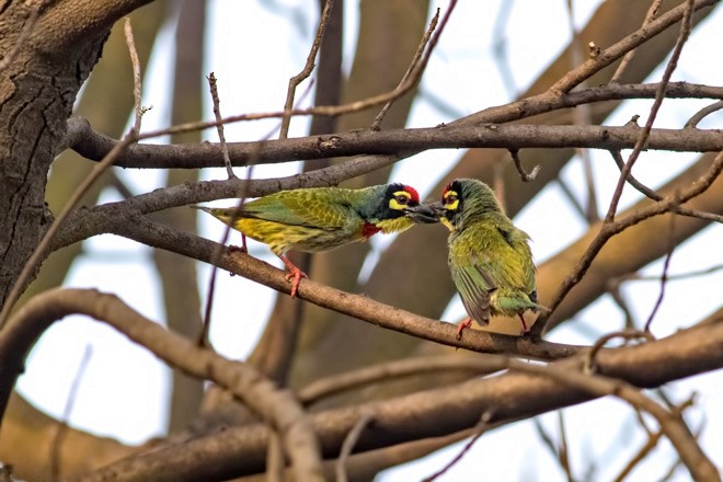 Al Göğüslü Barbet - ML379083691