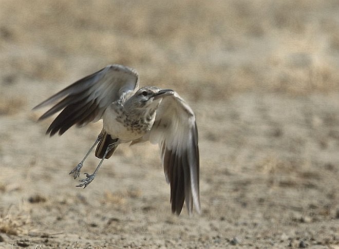 Greater Hoopoe-Lark (Mainland) - ML379083771