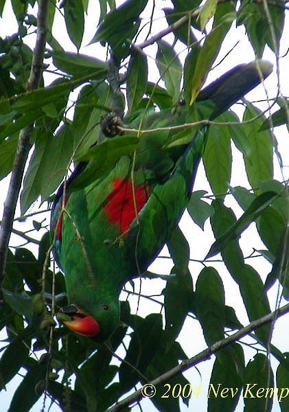 Sumba Eclectus - Nev Kemp