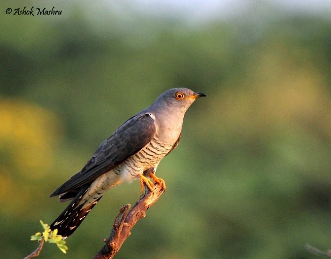 Common Cuckoo - ML379084551