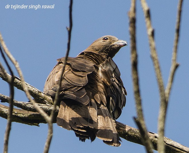 Oriental Honey-buzzard - Dr Tejinder Singh Rawal