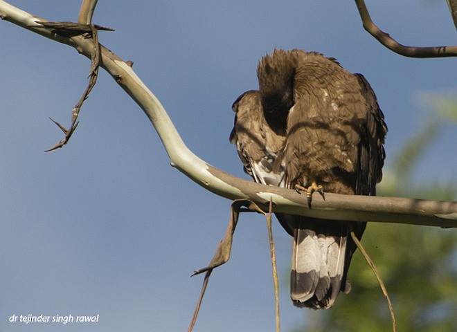 Oriental Honey-buzzard - ML379086061