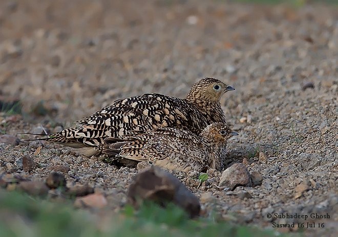 Chestnut-bellied Sandgrouse (Asian) - ML379086481