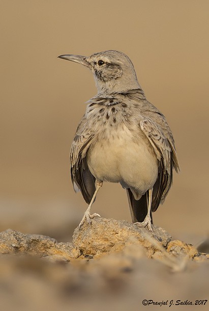 Greater Hoopoe-Lark (Mainland) - ML379086681