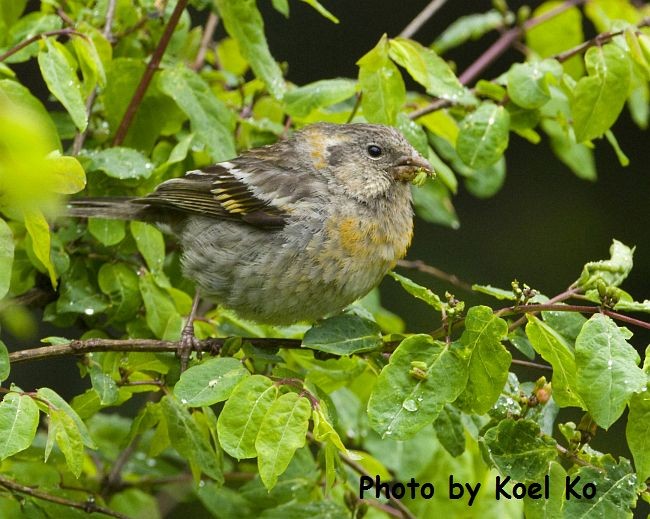 Three-banded Rosefinch - ML379087061