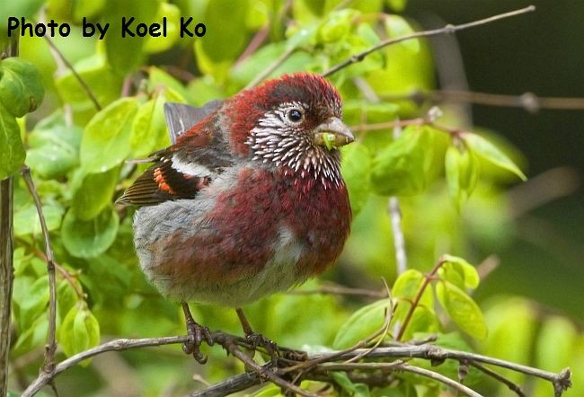 Three-banded Rosefinch - ML379087191