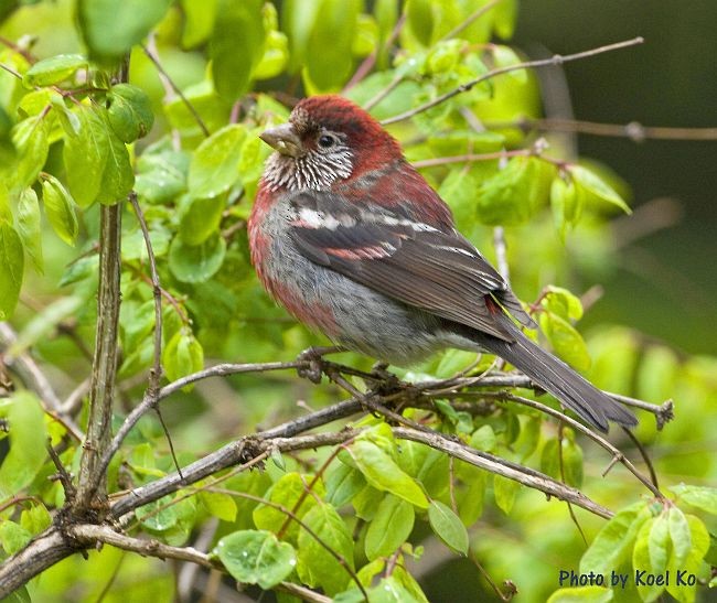 Three-banded Rosefinch - ML379087211