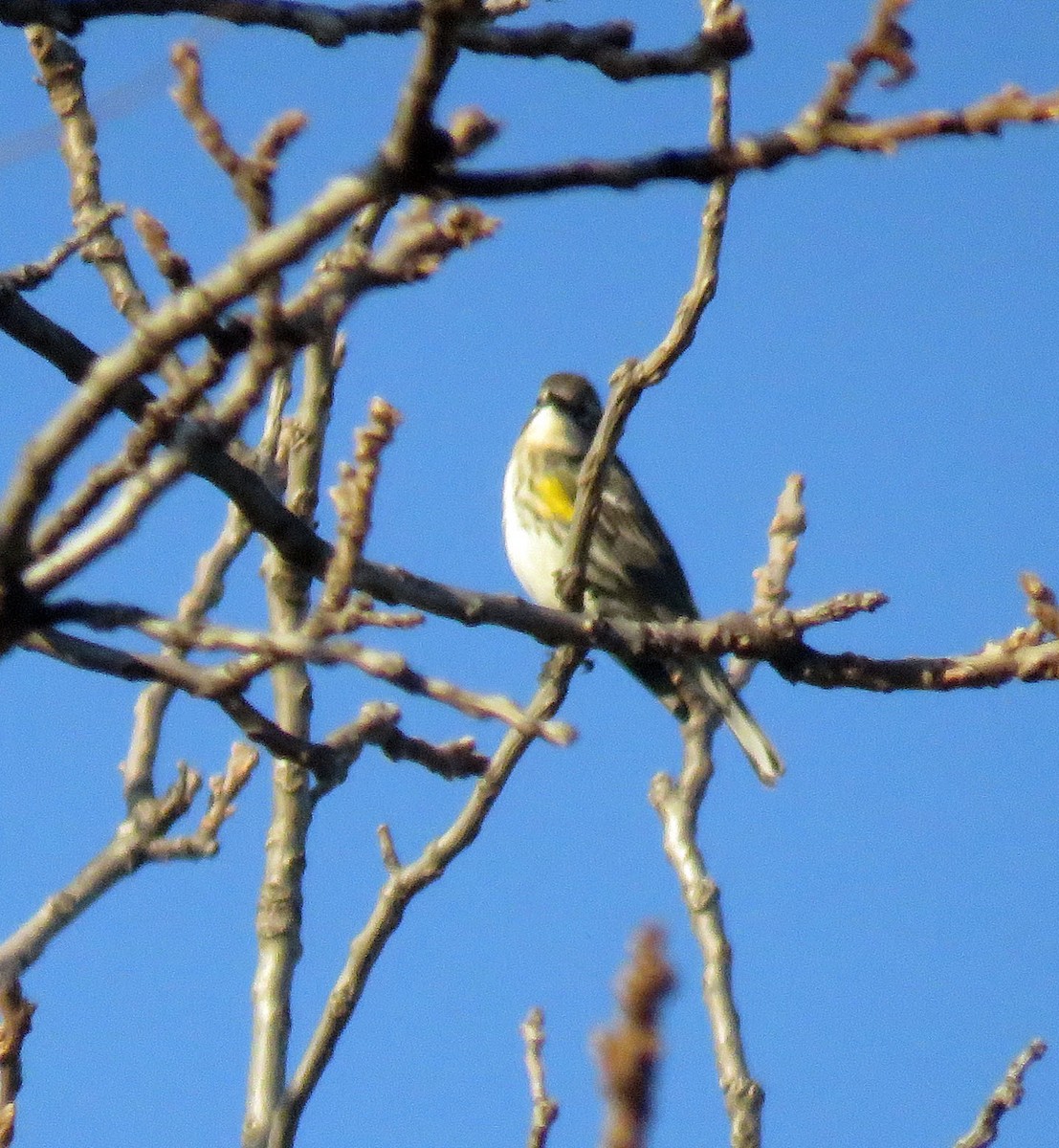 lesňáček žlutoskvrnný (ssp. coronata) - ML37908731