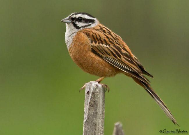 Rock Bunting - ML379087411