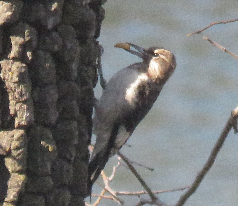 Red-headed Woodpecker - ML37908761