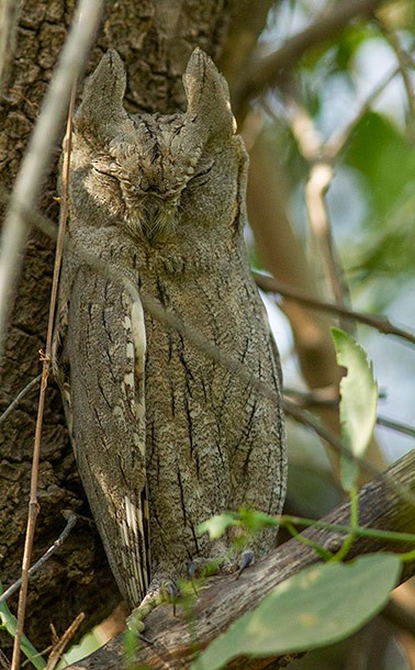 Pallid Scops-Owl - Solomon Sampath Kumar