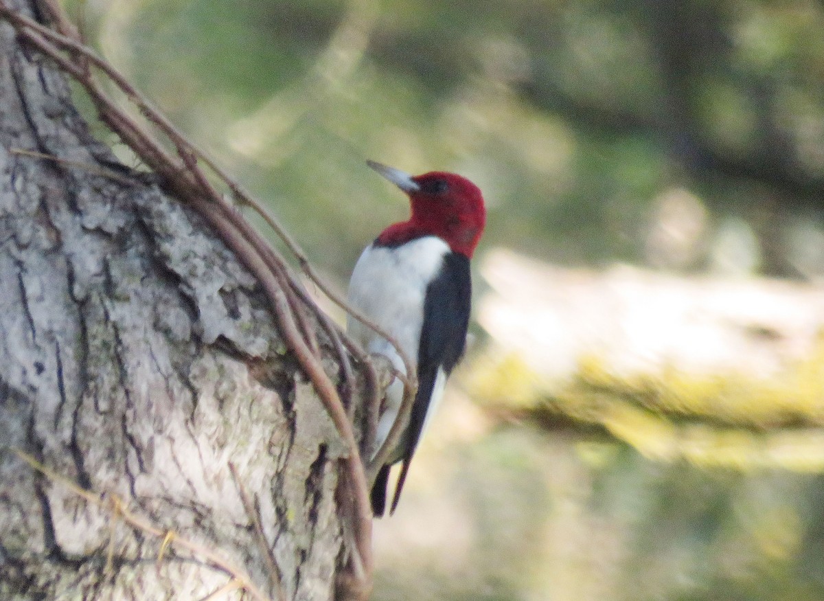 Red-headed Woodpecker - ML37908781