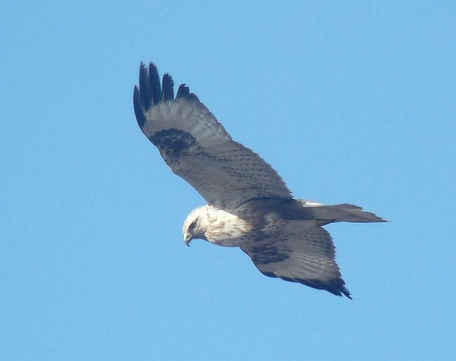 Upland Buzzard - Brian M Ivon Jones