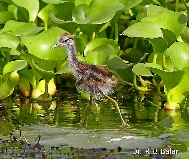 Pheasant-tailed Jacana - ML379088371