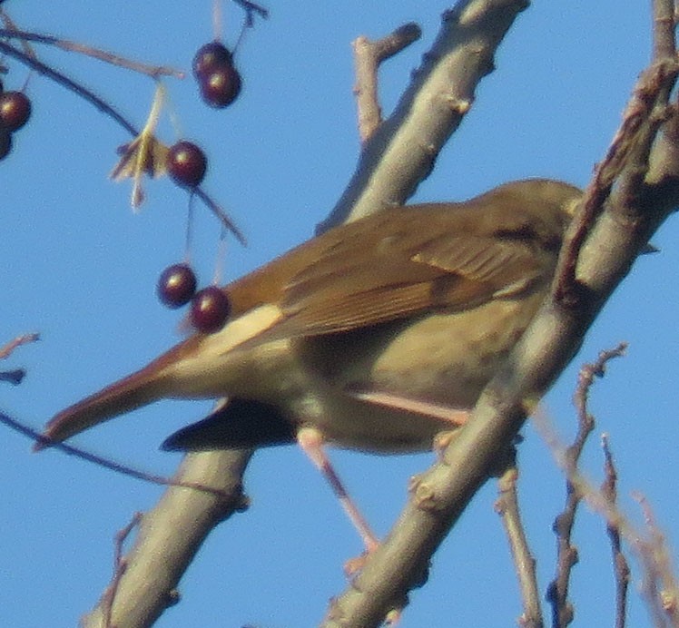 Hermit Thrush - ML37908841