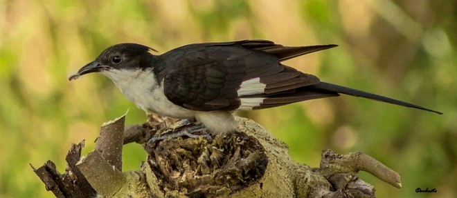 Pied Cuckoo - ML379088601