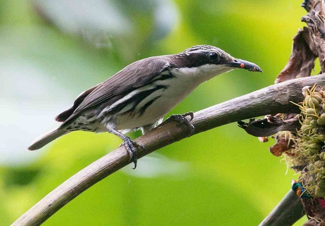 Rhabdornis à tête striée - ML379088921