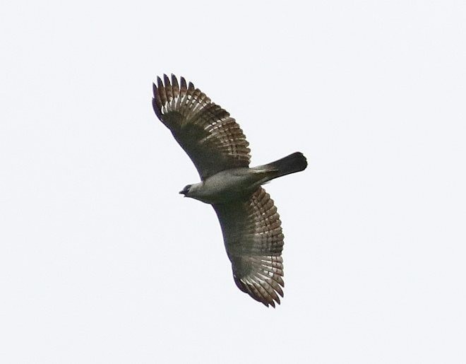 Pinsker's Hawk-Eagle - ML379089191