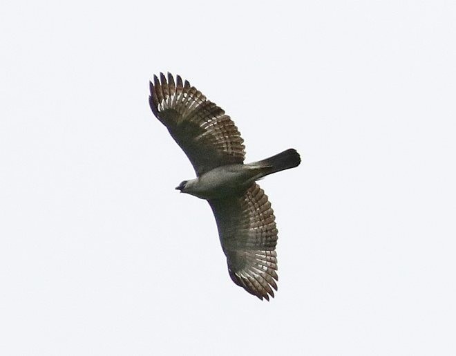 Pinsker's Hawk-Eagle - John Clark