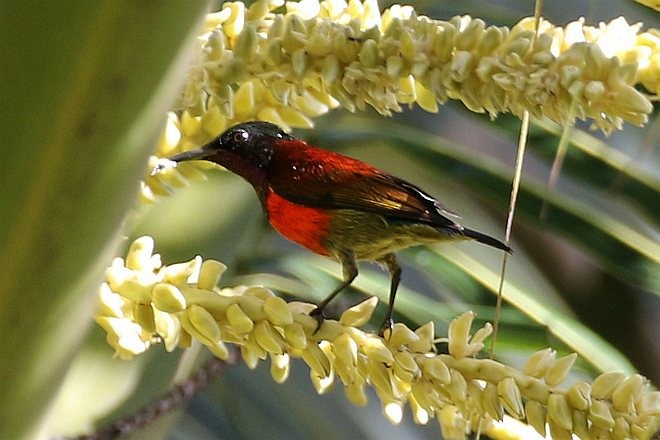 Purple-throated Sunbird (Purple-throated) - ML379089201