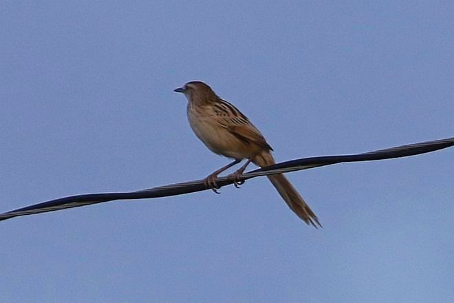 Striated Grassbird - ML379089211