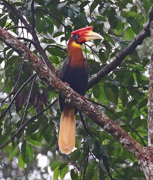 Rufous Hornbill (Southern) - ML379089221