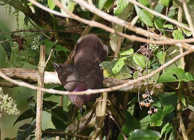 Mindanao Brown-Dove - ML379089241