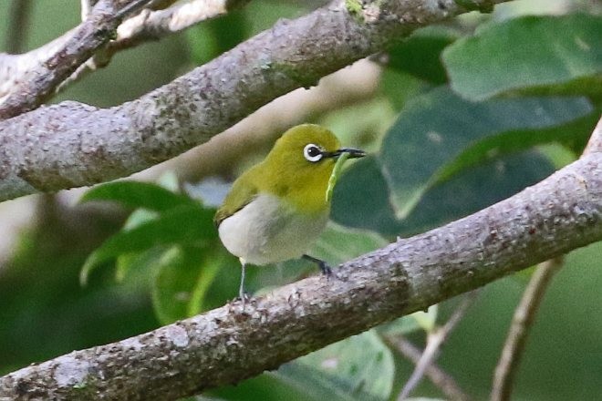 Warbling White-eye - ML379089251