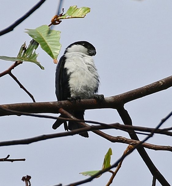 Philippine Falconet - ML379089271