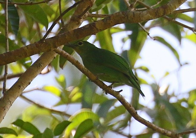 Philippine Leafbird - ML379089281