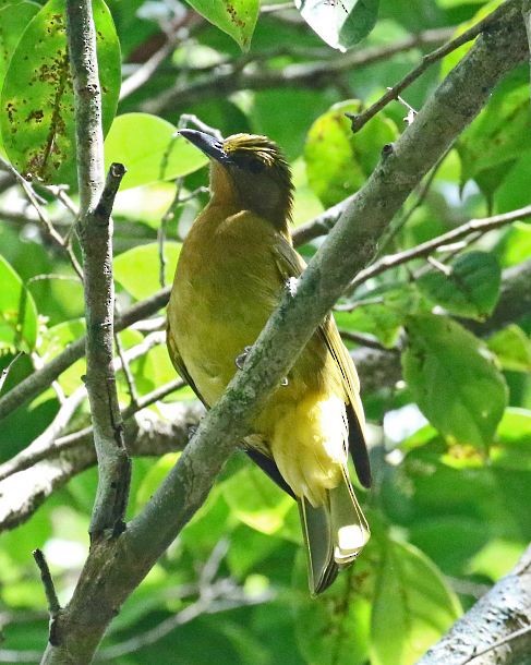 Yellowish Bulbul (Yellowish) - ML379089321