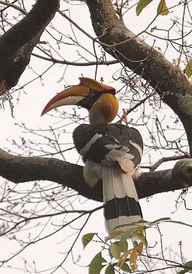 Great Hornbill - Gobind Sagar Bhardwaj