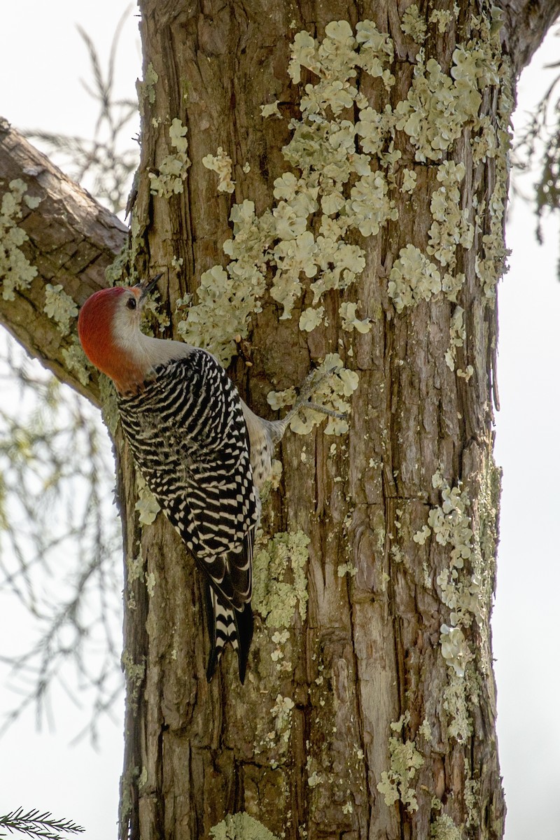 Red-bellied Woodpecker - ML379089431